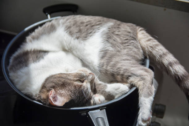 Funny domestic cat sleeps in a wok pan, on the electric stoves