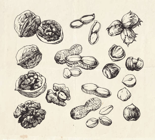 vintage-kollektion von handgezeichneten nüssen - walnut nut nutshell peanut stock-grafiken, -clipart, -cartoons und -symbole