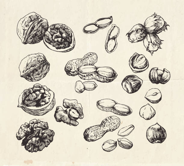 手描きナッツのヴィンテージコレクション - hazelnut nut seed pod点のイラスト素材／クリップアート素材／マンガ素材／アイコン素材