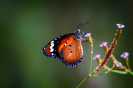 Experience the intricate beauty of a Painted Lady butterfly, with its proboscis extended gracefully among vibrant green leaves, a captivating image