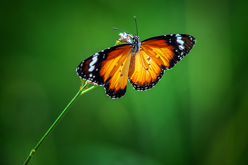 Yellow Butterfly flower on green background