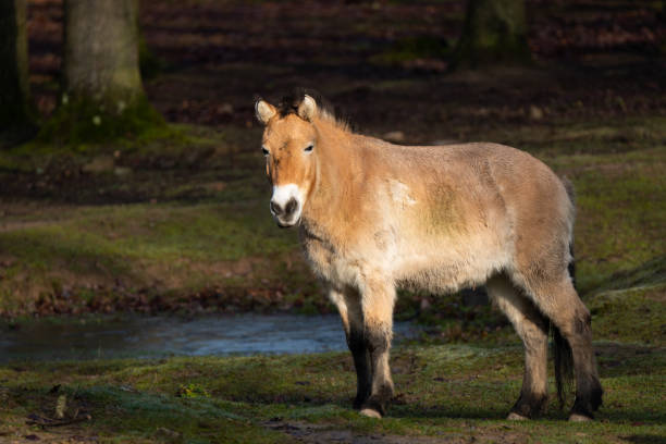 istock Przewalski's horse 1249336826