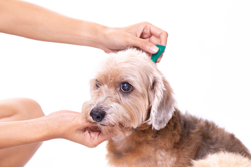 close up woman applying tick and flea prevention treatment to her dog on white background