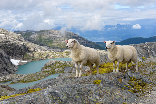 Two sheep in Norway mountains