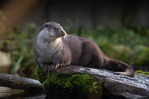 A picture of an otter