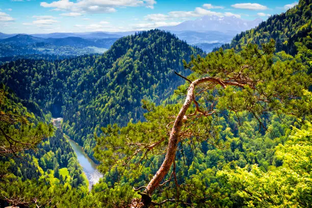Holidays in Poland - Summer view from the top of the Sokolica in the Pieniny mountains to the river Dunajec gorge and the Tatras