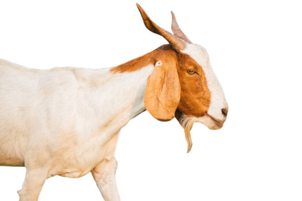 istock Head of goats isolated 1249339716