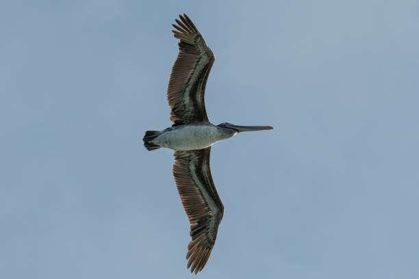 Brown Pelican flying above the san Francisco bay, California, United States This flying Brown Pelican image was taken in the san Francisco bay, California, United States white pelican animal behavior north america usa stock pictures, royalty-free photos & images