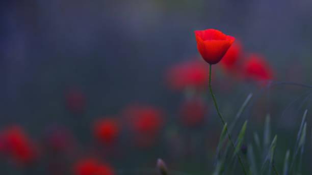 primer plano con la amapola en el campo al amanecer - poppy field fotos fotografías e imágenes de stock