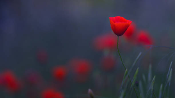 日の出時にフィールドでケシとクローズアップ - poppy field red flower ストックフォトと画像