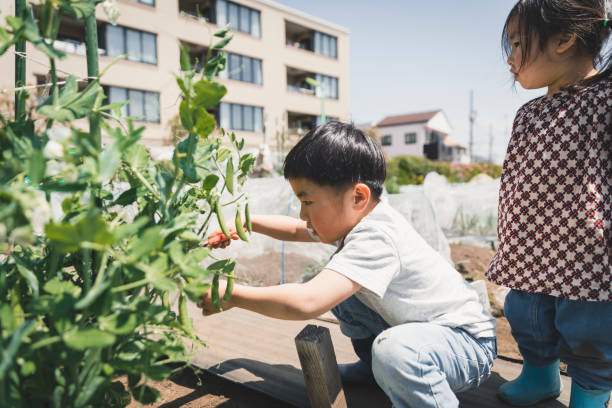 istock Siblings harvesting vegetables in the field 1249341352