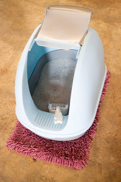 istock Cleaning cat litter box place 1249341590