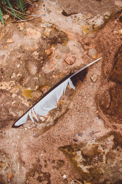 istock The magpie's feather is lying on the sand. 1249341651