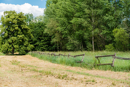 A wooden fence between a mown meadow and a grove on a nice early summer day.