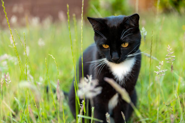 Cats in nature are dangerous for many small animals