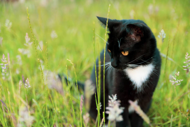 Black and White Cat in Long Grass