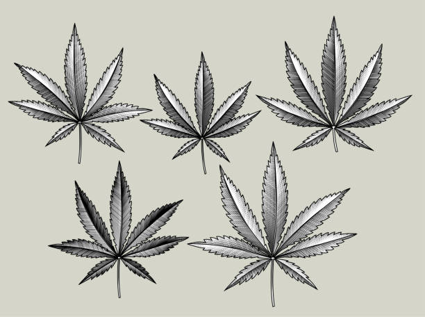Cannabis leaves set Cannabis leaves set. Vintage engraving black and white stylized drawing. Vector illustration marijuana tattoo stock illustrations