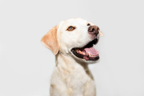 istock Profile happy labrador dog. Isolated on white background. 1249343669
