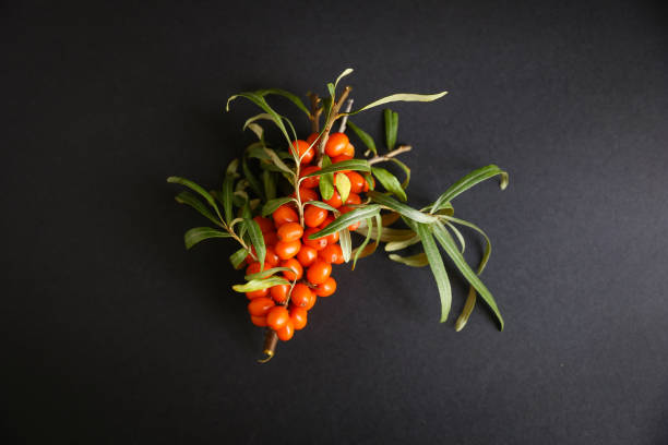 istock Sea buckthorn. Ripe fresh berries on black concrete background 1249343702