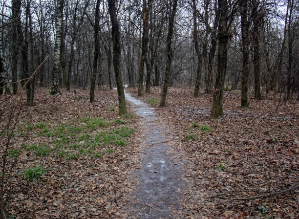 istock path through the forest in the snowless winter 1249343982