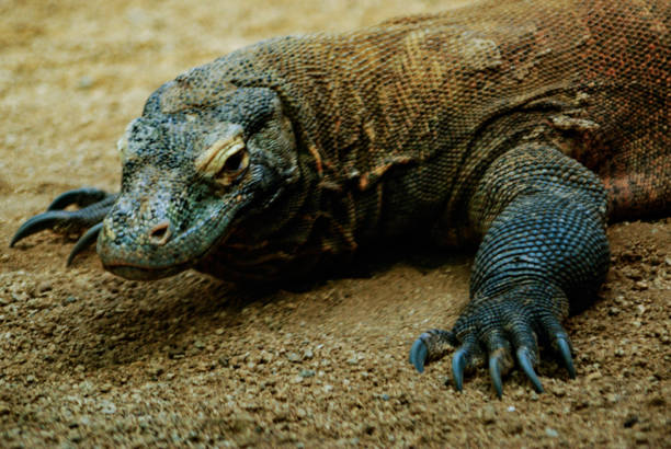 Komodo dragon,  scientific name: Varanus komodoensis. Natural habitat.  Indonesia.