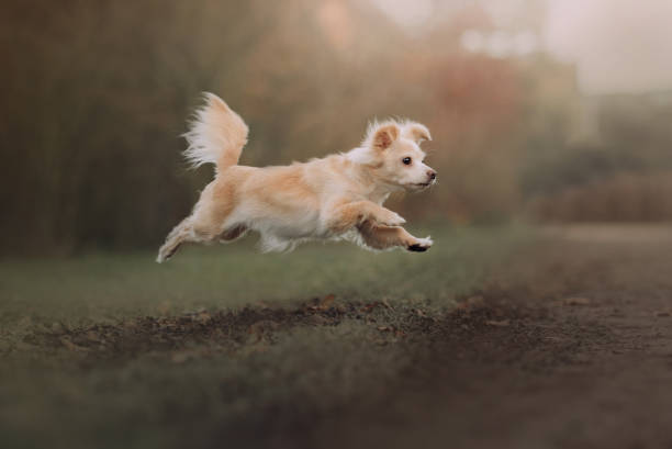 joven perro chihuahua saltando al aire libre en verano - long haired chihuahua mixed breed dog purebred dog long hair fotografías e imágenes de stock