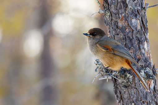 Siberian Jay, Perisoreus infaustus, sitting in a pine tree in nice warm afternoon light, Norrbotten province, Sweden