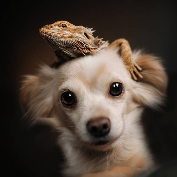 chihuahua dog posing with a lizard on its head