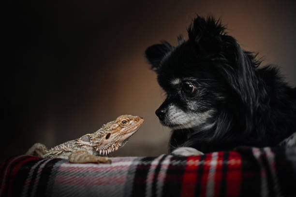 istock chihuahua dog and lizard posing together indoors 1249344891