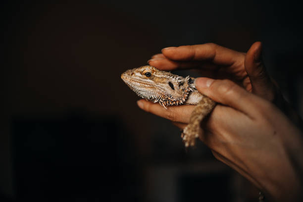 istock close up portrait of a lizard in owners hands 1249345086