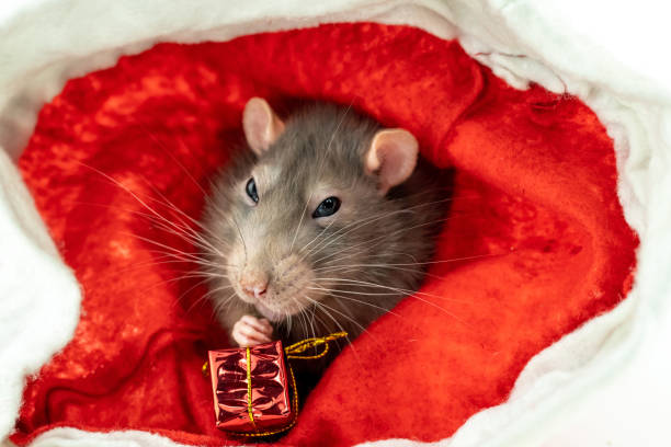 istock sly rat with big eyes sitting with giftbox looking at the camera close-up 1249345236