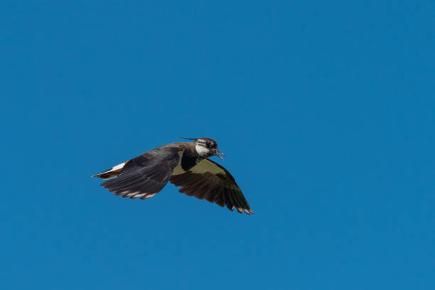 istock Low angle view of singing flying pewit with open beak in blue sky 1249345902