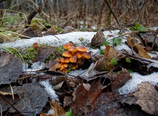 istock orange mushrooms on a stump in winter 1249346836