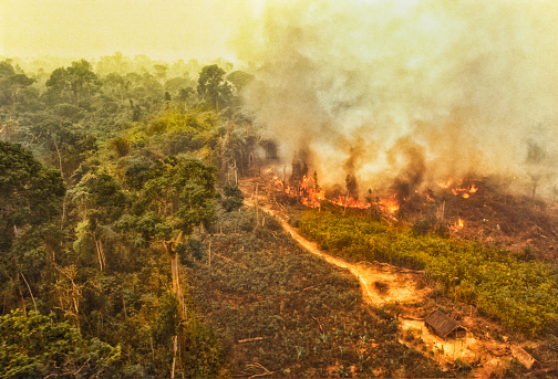Deforestation of the Amazon rainforest can be attributed to many different factors levels. The rainforest is seen as a resource for cattle pasture, valuable hardwoods, housing space, farming space (especially for soybeans), road works (such as highways and smaller roads), medicines and human gain. Trees are usually cut down illegally.