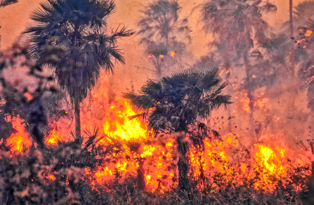 incêndio de desmatamento na floresta tropical. - deciduous tree tree trunk nature the natural world - fotografias e filmes do acervo