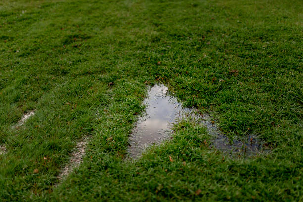 Pozzanghera d'acqua piovana nel prato erboso - foto stock