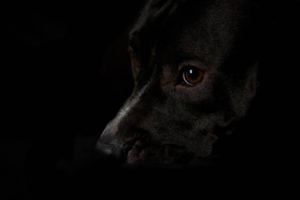 istock American pit bull terrier on dark background. Close up. 1249348491