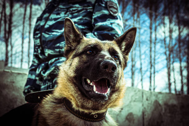 The dog protects the law. Police German shepherd view from the bottom stands to protect society from criminal attacks. The dog protects the law. Close-up, creative grain, vignetting around the edges. fur protest stock pictures, royalty-free photos & images