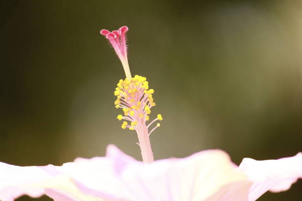 istock Style part and stigma of an hibiscus 1249351390