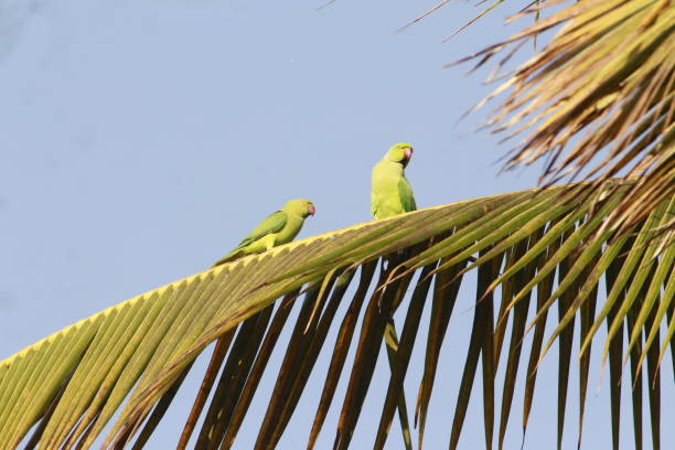 istock Cuteness of parakeets on a tree 1249351483