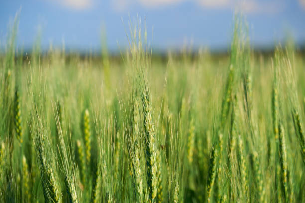 istock green wheat field on blue sky background 1249352052