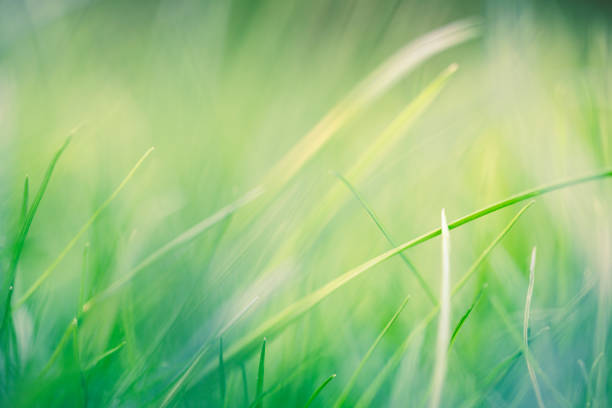 istock Fresh grass with very shallow DOF as background 1249353515