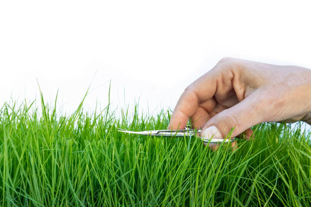 Closeup perfect green healthy lawn angle low to the ground view macro. examining, grass blade, watering, fertilizer, fertilize, caring, fescue, tips, over lawnmower, soil, seed
