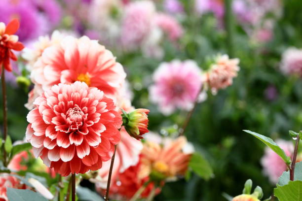 istock Dahlia in Nara,Japan 1249355353