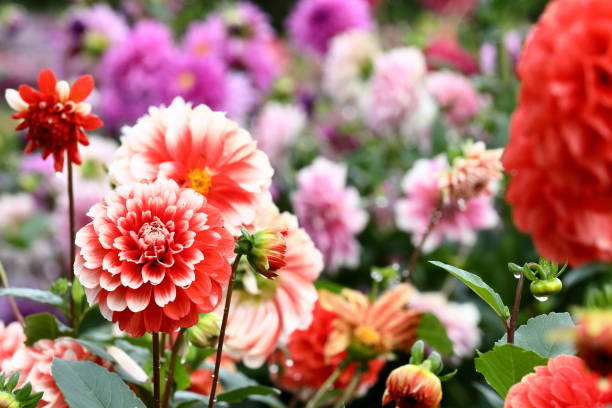 istock Dahlia in Nara,Japan 1249355354