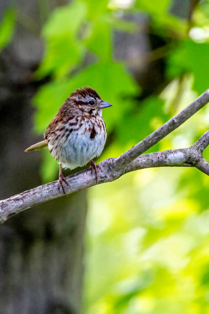 istock Pretty Little Finch 1249355500
