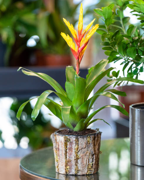 Yellow Bromeliad flower plant in the wooden pot Beautiful, organic plant in the store bromeliad photos stock pictures, royalty-free photos & images