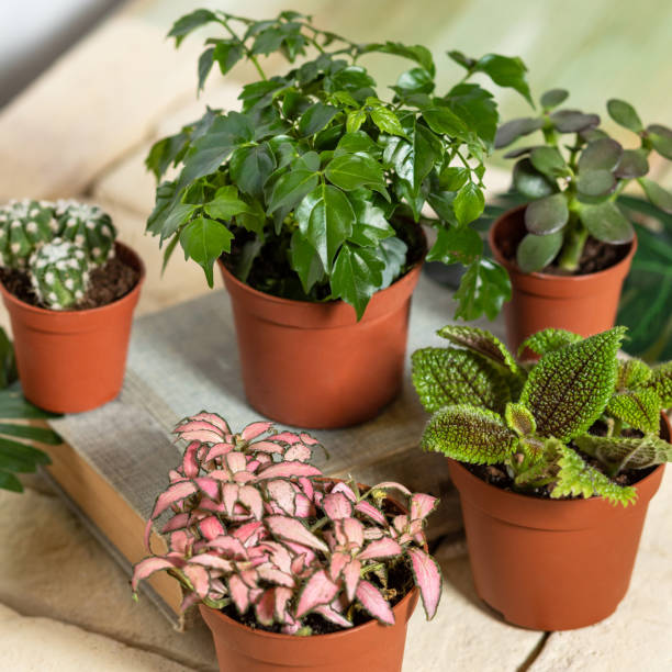 istock Beautiful succulents close up 1249355643