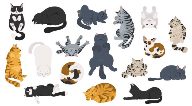 schlafende katzen posieren. flache verschiedene farbe einfachen stil design - cat food stock-grafiken, -clipart, -cartoons und -symbole