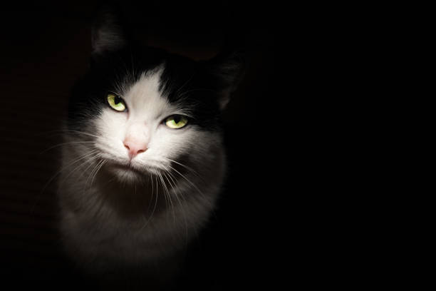 istock Cat with green eyes and black background 1249355661